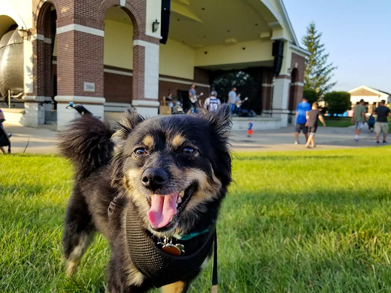 New Lenox Marketing Agency