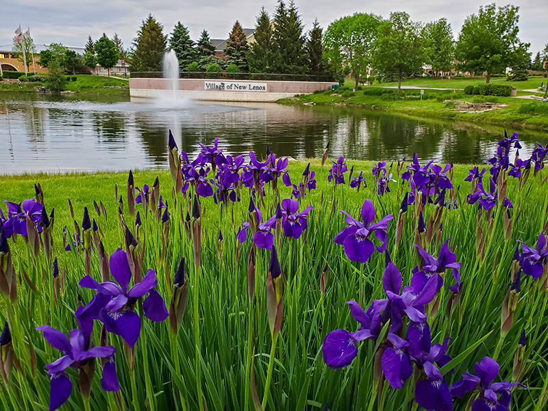 New Lenox Marketing Agency